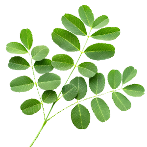 What&apos;s in Store for Naya India