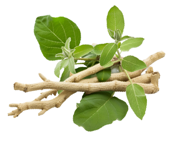 What&apos;s in Store for Naya India